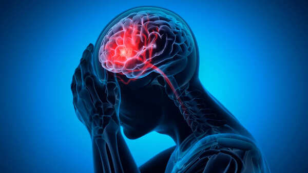 Close-up of a human brain model